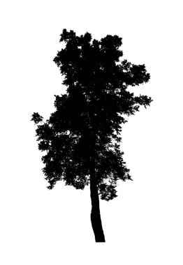 Beyaz arkaplanda fırça için ağaç silueti