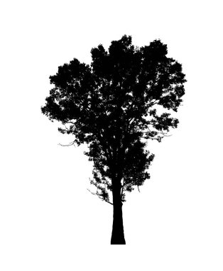 Beyaz arkaplanda fırça için ağaç silueti