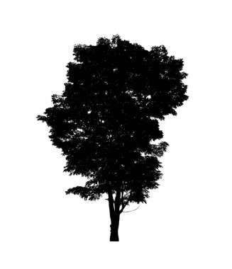 Beyaz arkaplanda fırça için ağaç silueti