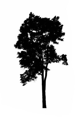 Beyaz arkaplanda fırça için ağaç silueti