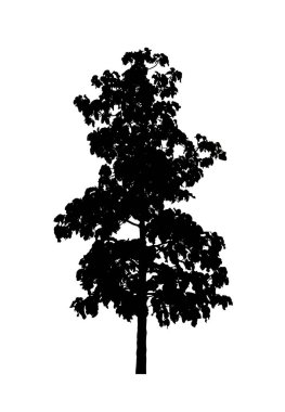 Beyaz arkaplanda fırça için ağaç silueti