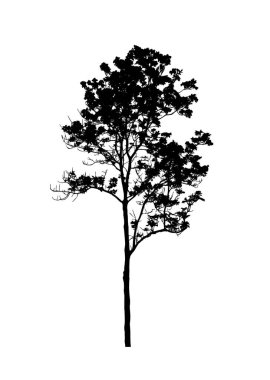 Beyaz arkaplanda fırça için ağaç silueti