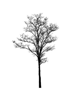 Beyaz arkaplanda fırça için ağaç silueti