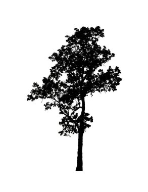 Beyaz arkaplanda fırça için ağaç silueti