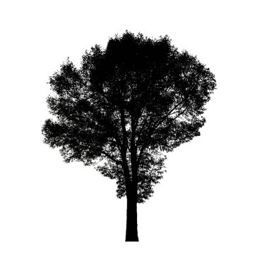 Beyaz arkaplanda fırça için ağaç silueti