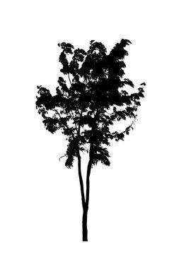 Beyaz arkaplanda fırça için ağaç silueti