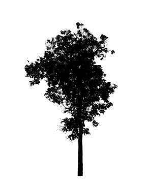 Beyaz arkaplanda fırça için ağaç silueti
