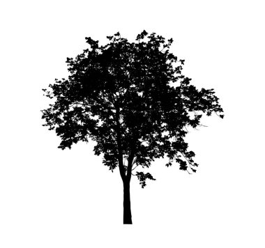 Beyaz arkaplanda fırça için ağaç silueti