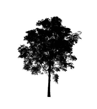 Beyaz arkaplanda fırça için ağaç silueti