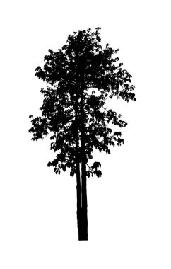 Beyaz arkaplanda fırça için ağaç silueti