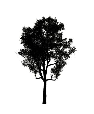 Beyaz arkaplanda fırça için ağaç silueti