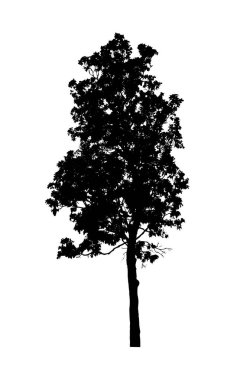 Beyaz arkaplanda fırça için ağaç silueti