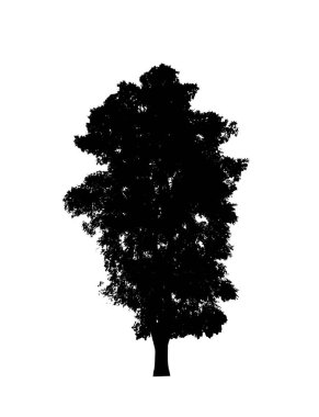 Beyaz arkaplanda fırça için ağaç silueti