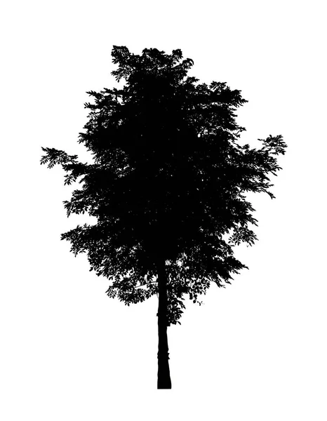 Sylwetka Drzewa Pędzla Białym Tle — Zdjęcie stockowe