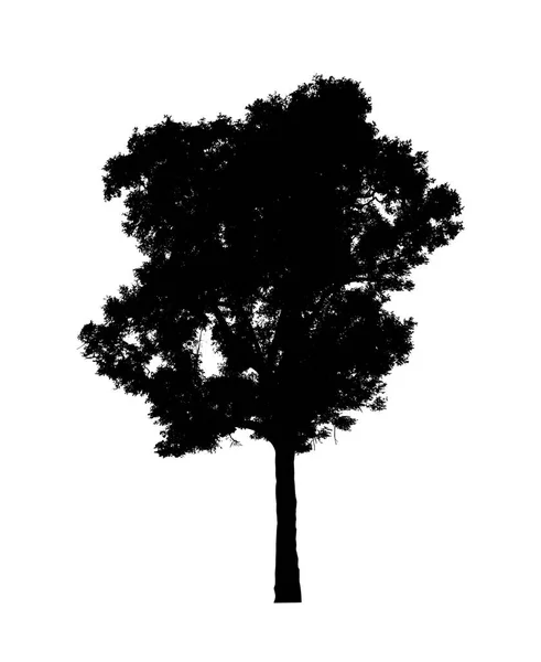 Σιλουέτα Δέντρου Για Πινέλο Λευκό Φόντο — Φωτογραφία Αρχείου