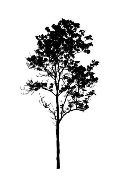 Tree Silhouette Brush White Background — Stock Photo, Image