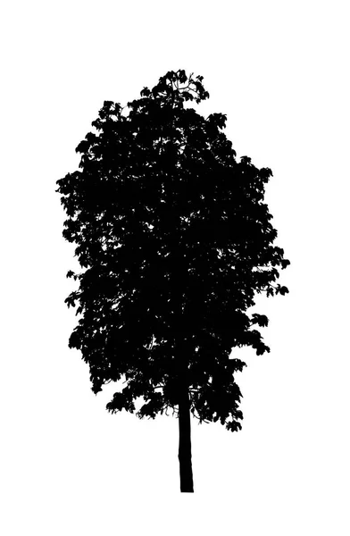 Tree Silhouette Brush White Background — Stock Photo, Image