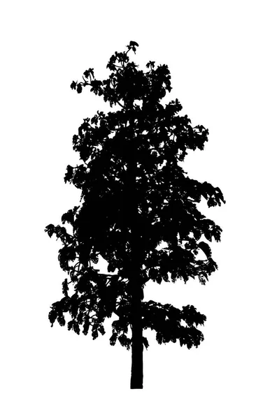 Tree Silhouette Brush White Background — Stock Photo, Image