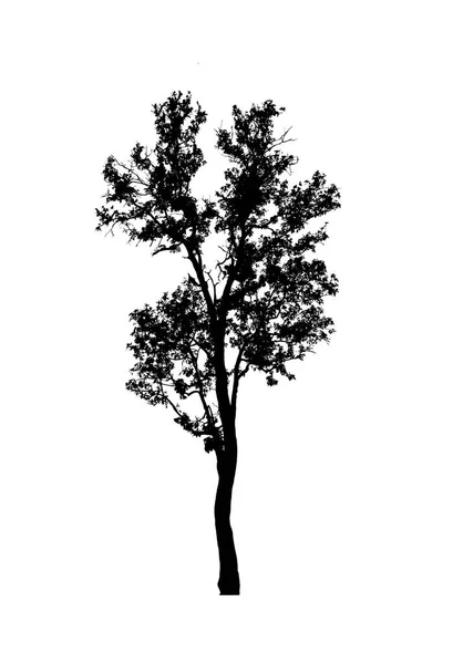 Silhouette Albero Pennello Sfondo Bianco — Foto Stock