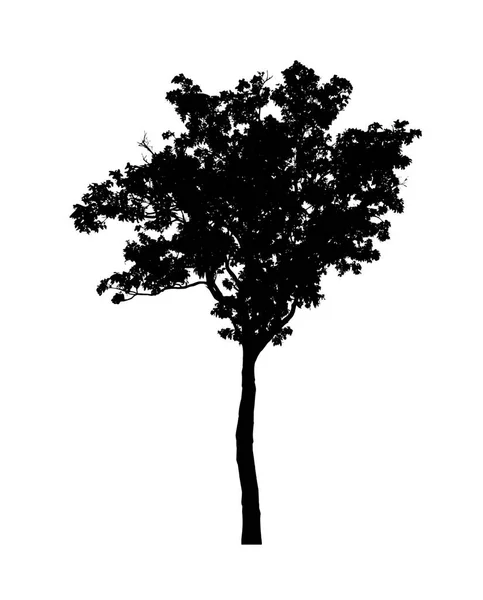 Tree Silhouette Brush White Background — Stock Photo, Image