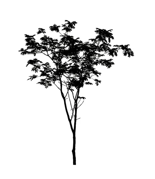 Tree Silhouette Brush White Background — Stock Photo, Image