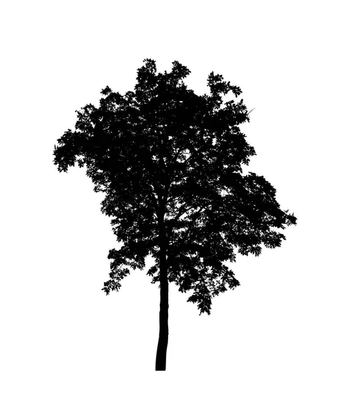 白色背景刷子的树型轮廓 — 图库照片