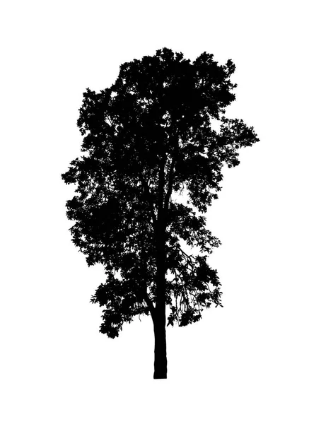 Tree Silhouette Brush White Background — Stock Photo, Image