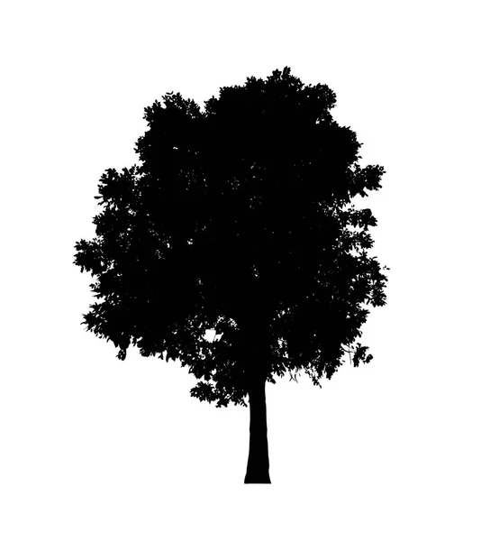Silueta Stromu Pro Štětec Bílém Pozadí — Stock fotografie