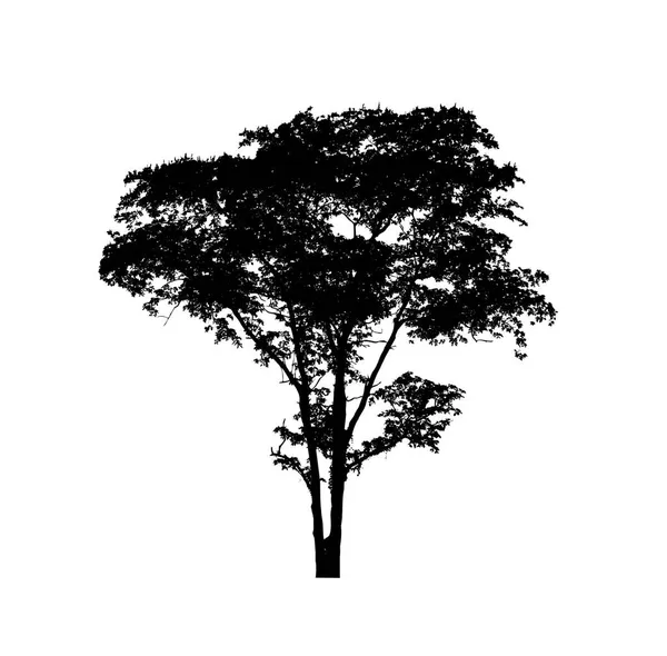 Silueta Árbol Para Pincel Sobre Fondo Blanco —  Fotos de Stock