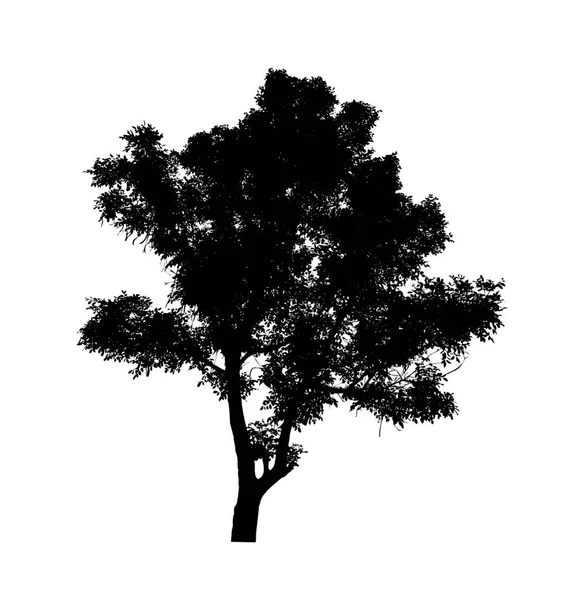 Silueta Árbol Para Pincel Sobre Fondo Blanco —  Fotos de Stock