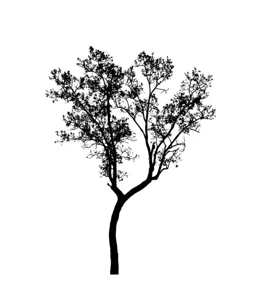 Tree Silhouette Brush White Background — Stock Photo, Image