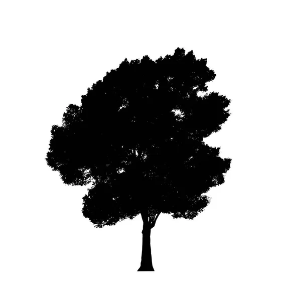 Sílhueta Árvore Para Escova Fundo Branco — Fotografia de Stock