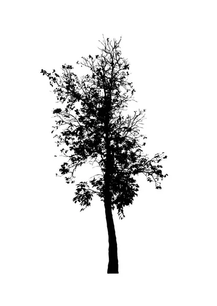 Σιλουέτα Δέντρου Για Πινέλο Λευκό Φόντο — Φωτογραφία Αρχείου