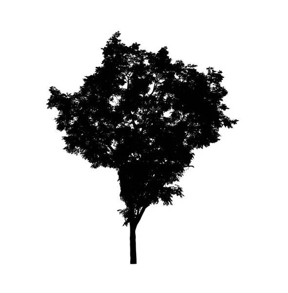 Tree Silhouette Brush White Background — Stock Photo, Image