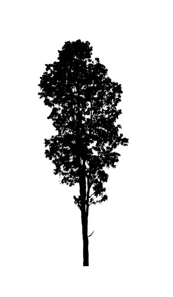 白色背景刷子的树型轮廓 — 图库照片