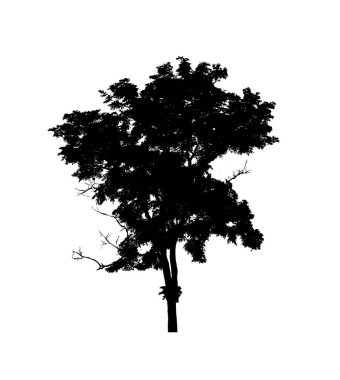 Beyaz arkaplanda fırça için ağaç silueti