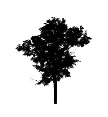 Beyaz arkaplanda fırça için ağaç silueti