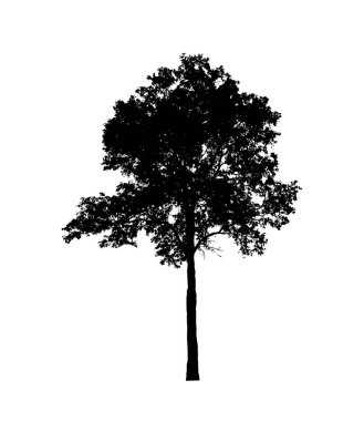 Beyaz arkaplanda fırça için ağaç silueti