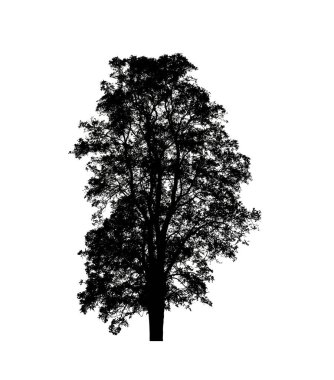 Beyaz arkaplanda fırça için ağaç silueti