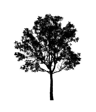 Beyaz arkaplanda fırça için ağaç silueti