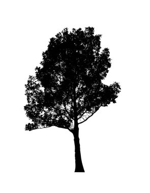 Beyaz arkaplanda fırça için ağaç silueti