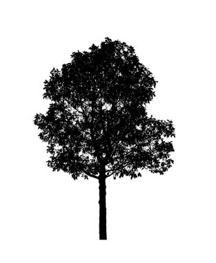 Beyaz arkaplanda fırça için ağaç silueti