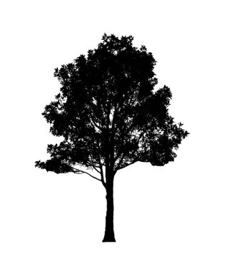 Beyaz arkaplanda fırça için ağaç silueti