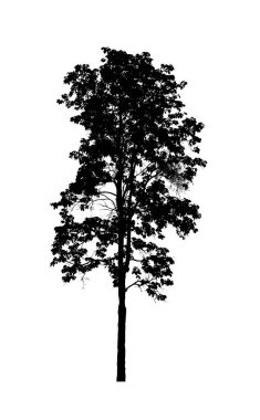Beyaz arkaplanda fırça için ağaç silueti
