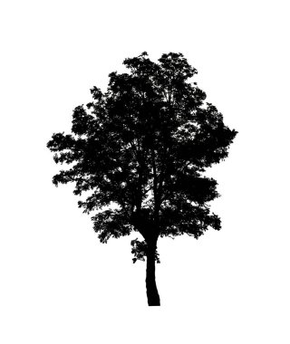 Beyaz arkaplanda fırça için ağaç silueti