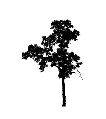 Beyaz arkaplandaki fırça için izole ağaç silueti