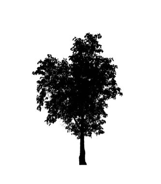 Beyaz arkaplandaki fırça için izole ağaç silueti