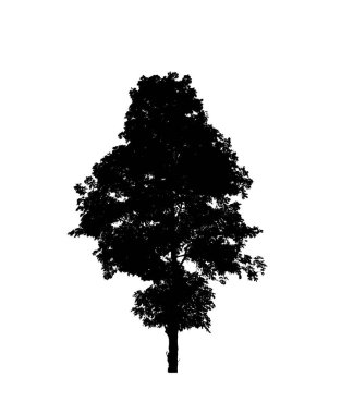 Beyaz arkaplandaki fırça için izole ağaç silueti