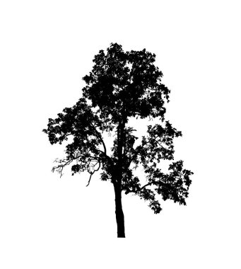 Beyaz arkaplandaki fırça için izole ağaç silueti