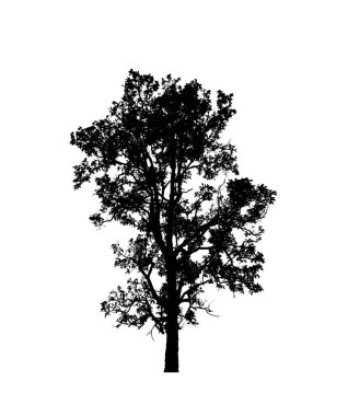 Beyaz arkaplandaki fırça için izole ağaç silueti